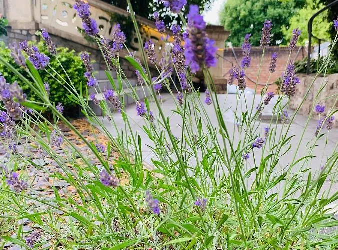 住宿加早餐酒店 Ferndale Mews 4*